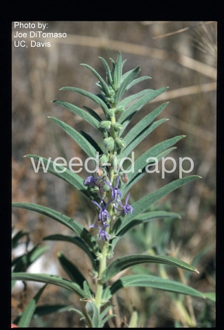 vinegarweed